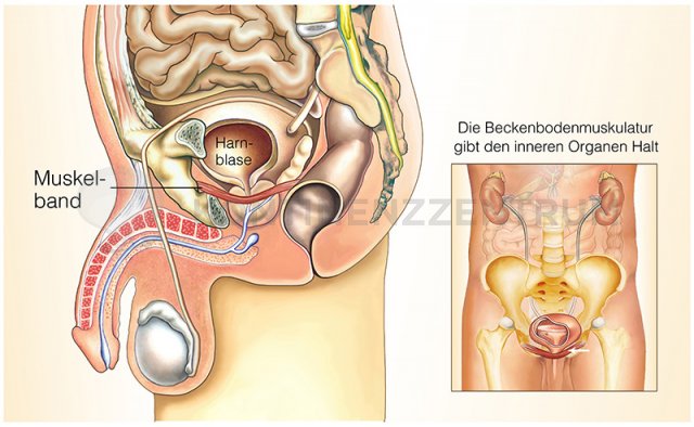 Schematische Darstellung des Beckenbodens beim Mann