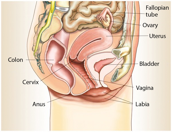 Pelvic floor without prolapse of the organs